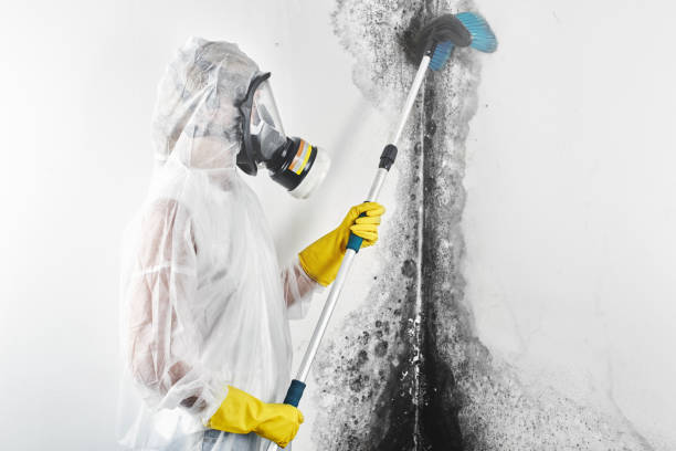 Best Water Damage & Mold Remediation  in USA