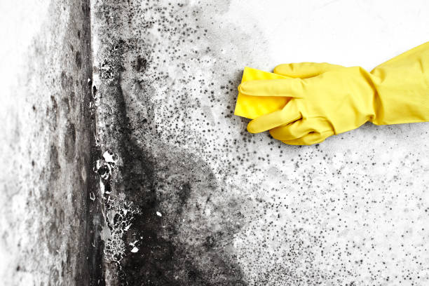 Best Basement Mold Removal  in USA